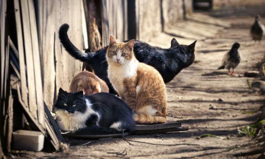 Μεσσηνία: Βρήκε τις 12 γάτες του δηλητηριασμένες στην αυλή