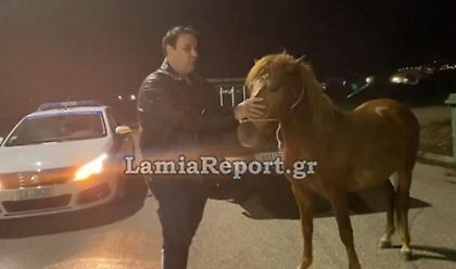 Λαμία: Άλογο προκάλεσε...μποτιλιάρισμα στους δρόμους- Το κυνηγούσαν μέσα στην πόλη