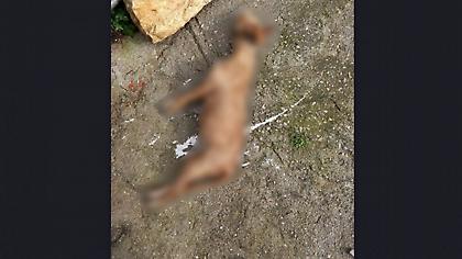 Φρίκη στα Χανιά - Σκύλος βρέθηκε κρεμασμένος στην πλατεία χωριού