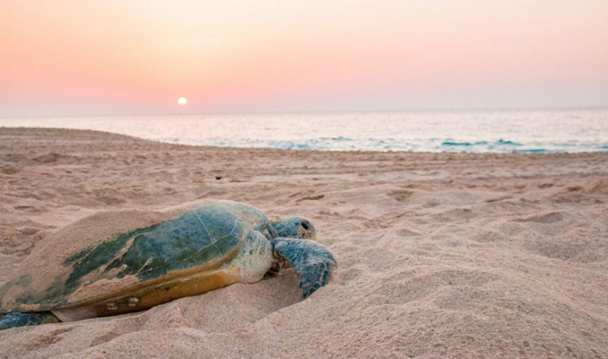 Θεσσαλονίκη: Εντοπίστηκε νεκρή θαλάσσια χελώνα