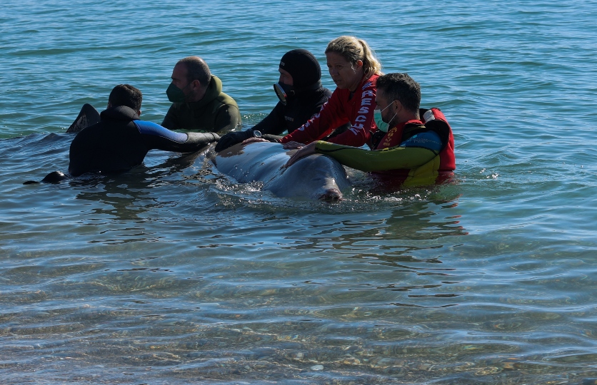 Άλιμος: Κοσμοσυρροή στον Άλιμο για την διάσωση φάλαινας