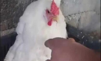 Στην Κρήτη έγινε viral η κότα που κλωσάει... γατάκια!