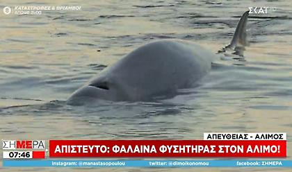 Φάλαινα φυσητήρας στην παραλία Αλίμου - Έχει τραυματιστεί και κινδυνεύει
