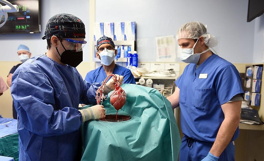 Με βοήθεια… κοκαΐνης η πρώτη μεταμόσχευση καρδιάς από γουρούνι σε άνθρωπο