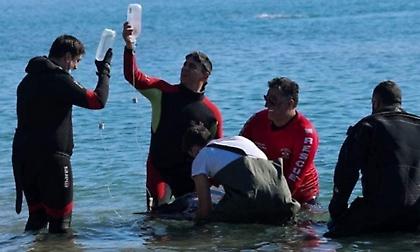 Κρίσιμη η υγεία της νεαρής φάλαινας που προσάραξε στη Σαλαμίνα