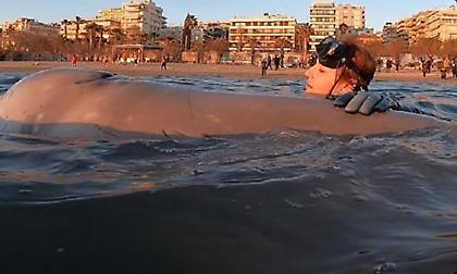 Το μήνυμα της εθελόντριας που τραγουδούσε στη μικρή φάλαινα: «Συνέχισε να πολεμάς, θα τα καταφέρεις»