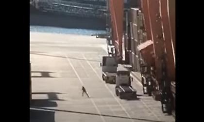 Βίντεο: Λιμενεργάτης στον Πειραιά γλιτώνει την τελευταία στιγμή από πτώση κοντέινερ