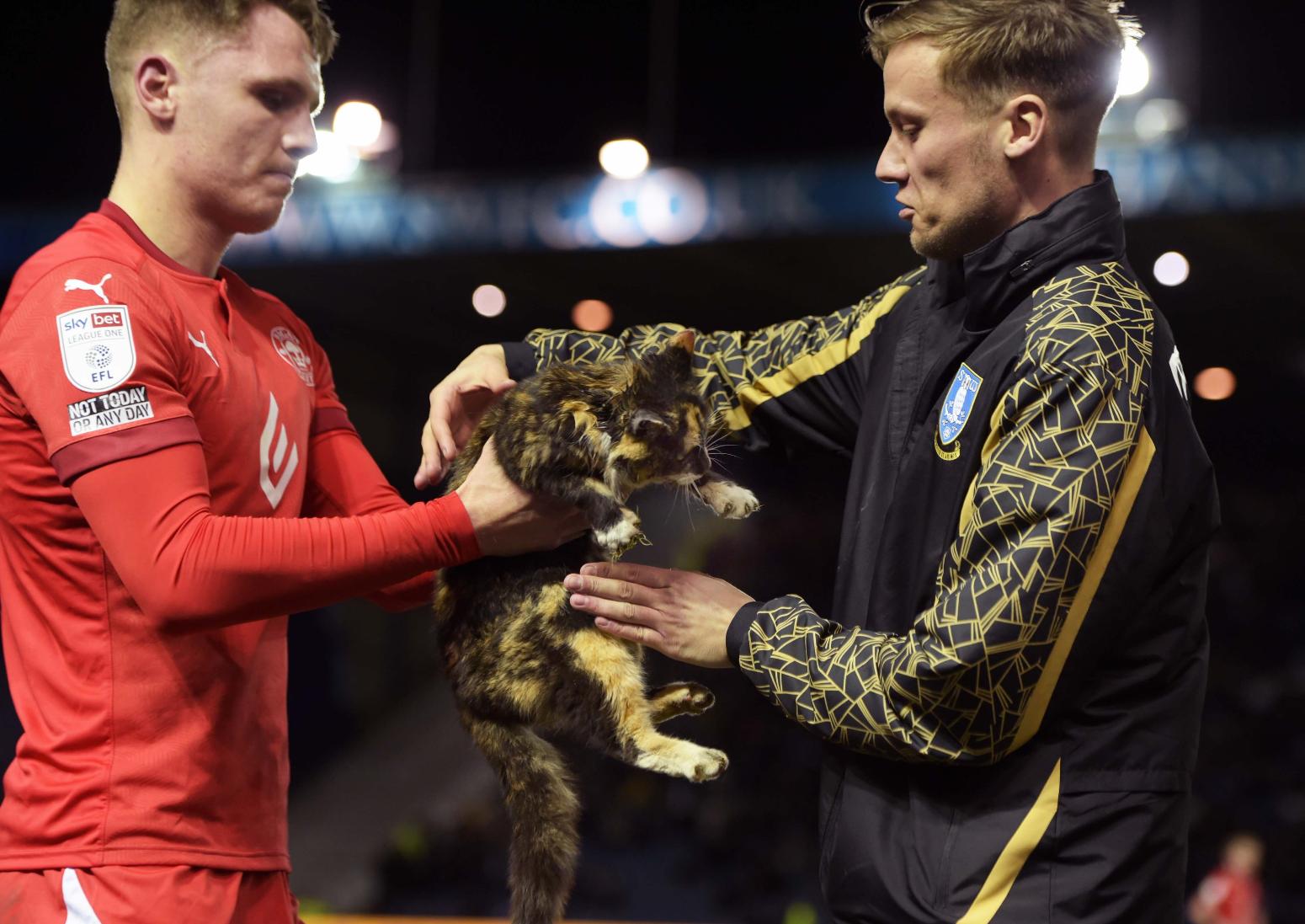 Αγγλία: Γάτα εισέβαλλε σε γήπεδο και ξάπλωσε για χάδια!