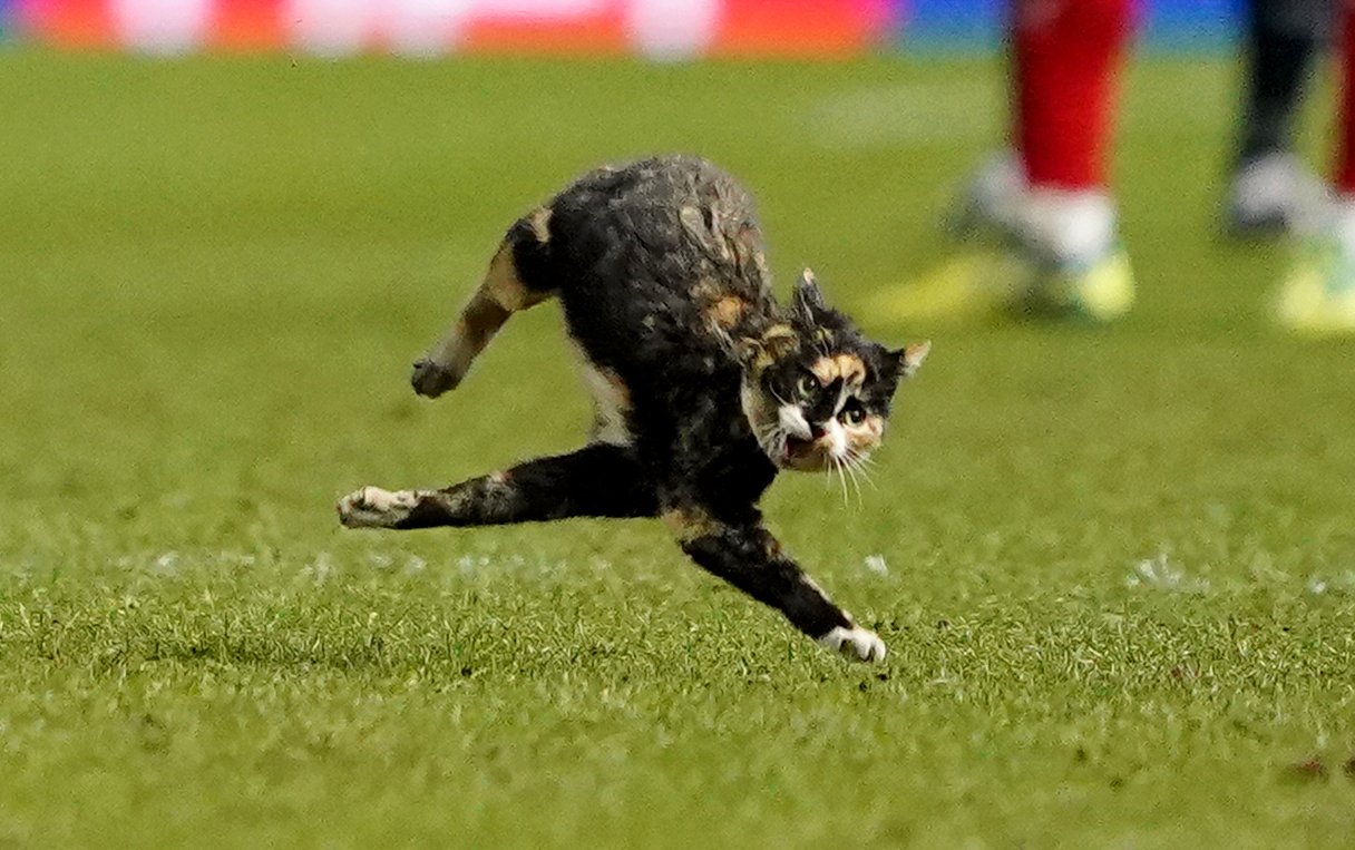 Αγγλία: Γάτα εισέβαλε σε γήπεδο και ξάπλωσε για χάδια!