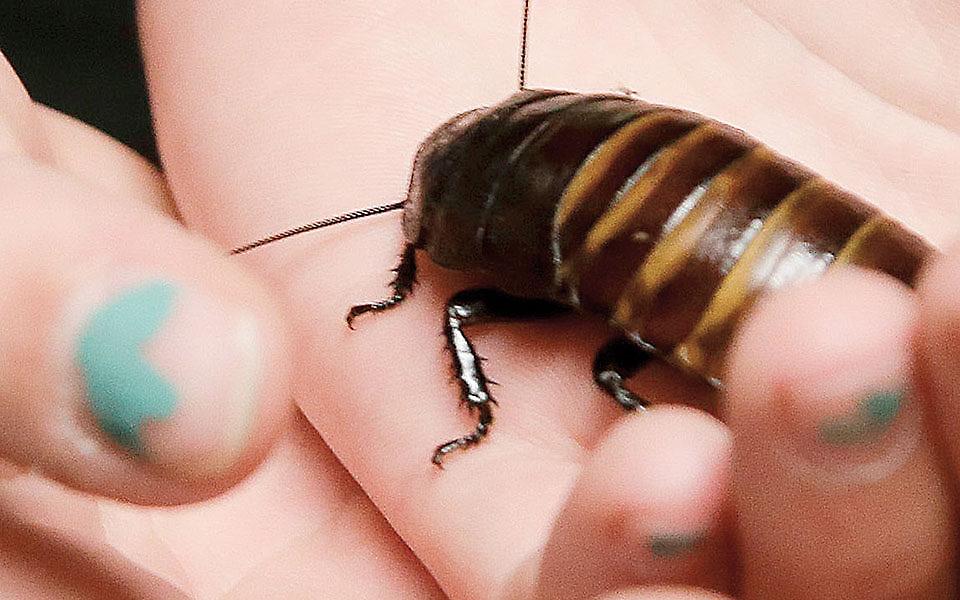 Βαφτίστε τρωκτικό ή κατσαρίδα με το όνομα του πρώην για... εκδίκηση