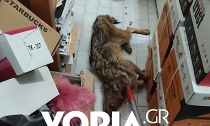 Τραυματισμένο λυκάκι βρήκε καταφύγιο σε βιβλιοπωλείο στο κέντρο της Θεσσαλονίκης