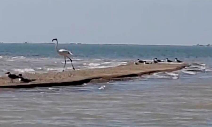 Pink Floyd, το ελεύθερο πουλί: Βρέθηκε φλαμίνγκο που το είχε σκάσει από ζωολογικό κήπο... το 2005!