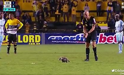 «Εισβολή» πόσουμ σε αγώνα στη Βραζιλία