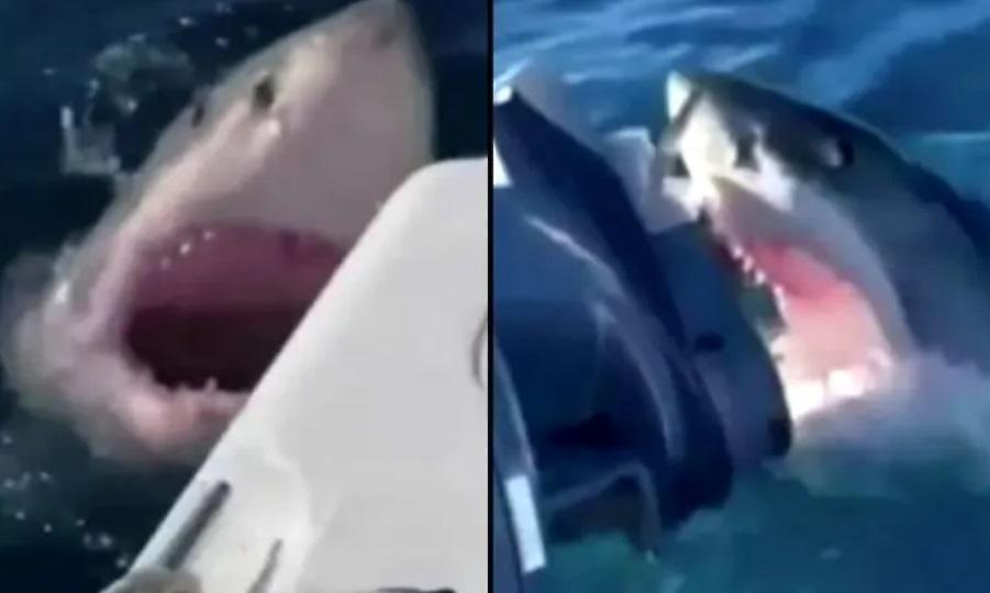 Τρομακτικό βίντεο από επίθεση λευκού καρχαρία σε σκάφος οικογένειας