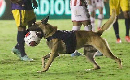 Σκύλος μπούκαρε σε γήπεδο στη Βραζιλία και άρπαξε την μπάλα!