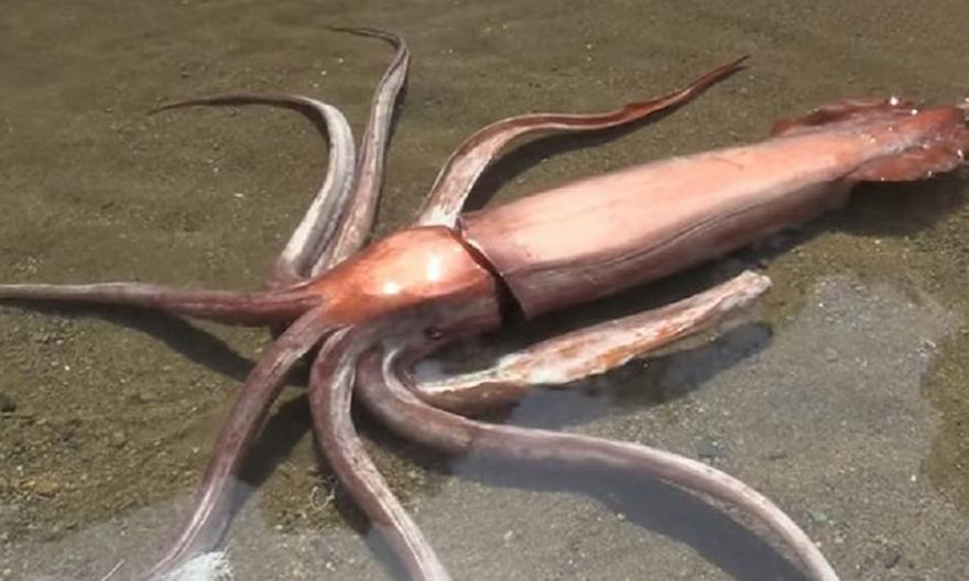 Γιγάντιο καλαμάρι «ξεβράστηκε» ζωντανό στην ακτή!