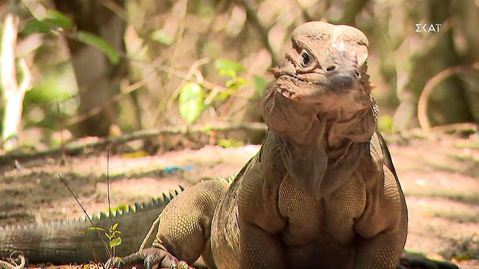 Survivor: Ο Εμμανουήλ μιλάει σε μια… σαύρα και συνεχίζει τα υπονοούμενα για Σοϊλέδη και Σοφιάννα