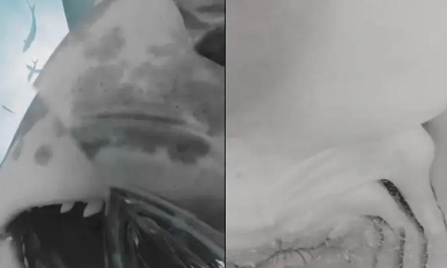 Καρχαρίας κατάπιε κάμερα, αυτή συνέχισε να καταγράφει και... είδαμε το εσωτερικό του!