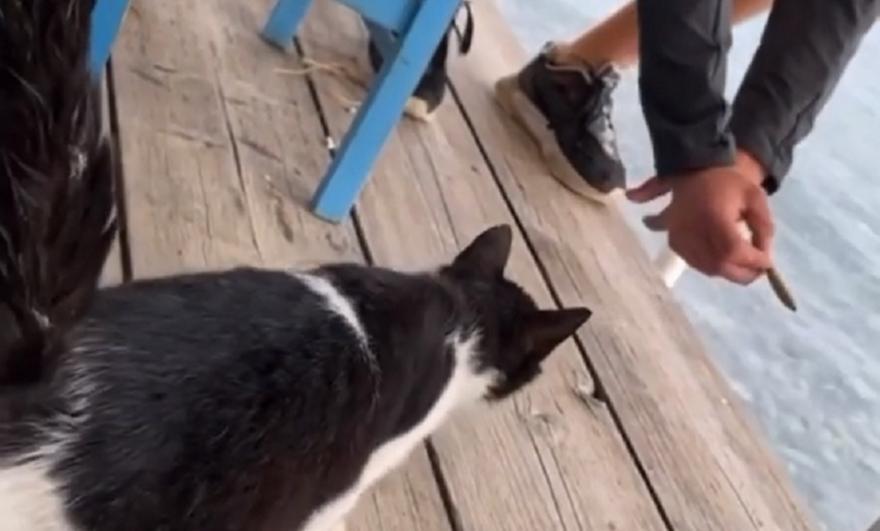 Αιδηψός: Παρέα σε ταβέρνα κλώτσησε γάτα στη θάλασσα - Επικαιρότητα