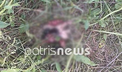 Φρίκη: Έσφαξε εννέα κουτάβια με χορτοκοπτικό μηχάνημα...