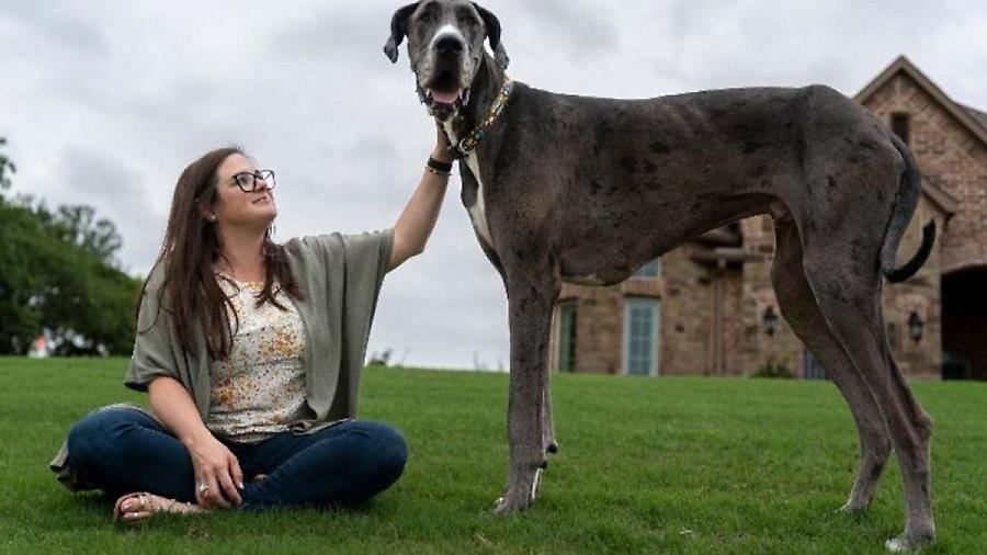 Αυτός είναι ο ψηλότερος σκύλος στον κόσμο με ύψος 1,046 μέτρα