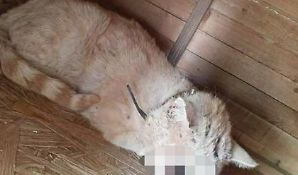 Απίστευτη κτηνωδία στην Κύπρο: Χρησιμοποιήσαν γατάκι ως στόχο για σκοποβολή