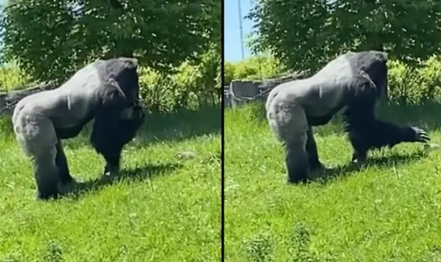 Υπέροχο βίντεο: Ένας τεράστιος γορίλας χάιδεψε μία μικροσκοπική μαρμότα και έγινε viral
