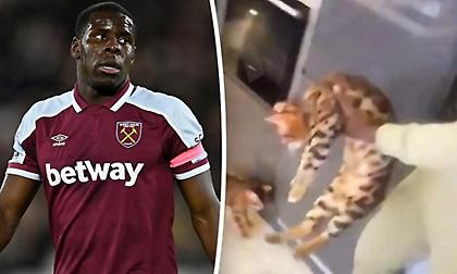 Ομολόγησε την ενοχή του για την κακοποίηση της γάτας του ο Ζουμά