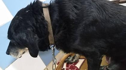 Απίστευτη κτηνωδία στα Χανιά: Έδεσε σκύλο στον προφυλακτήρα του αυτοκινήτου και τον έσερνε στο δρόμο
