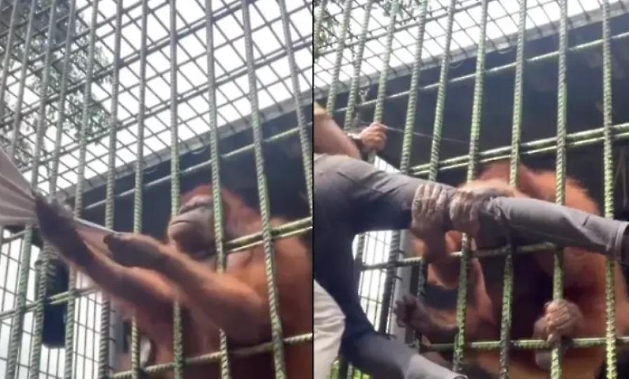 Απίστευτο βίντεο: Ουρακοτάγκος άρπαξε άντρα και παραλίγο να του σπάσει το πόδι!