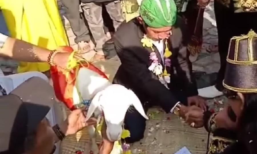 Άνδρας στην Ινδονησία παντρεύτηκε κατσίκα και προκάλεσε οργή