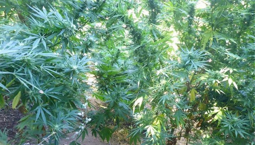 Μυλοπόταμος Ρεθύμνου: Εντοπίστηκαν εκατοντάδες χασισόδεντρα