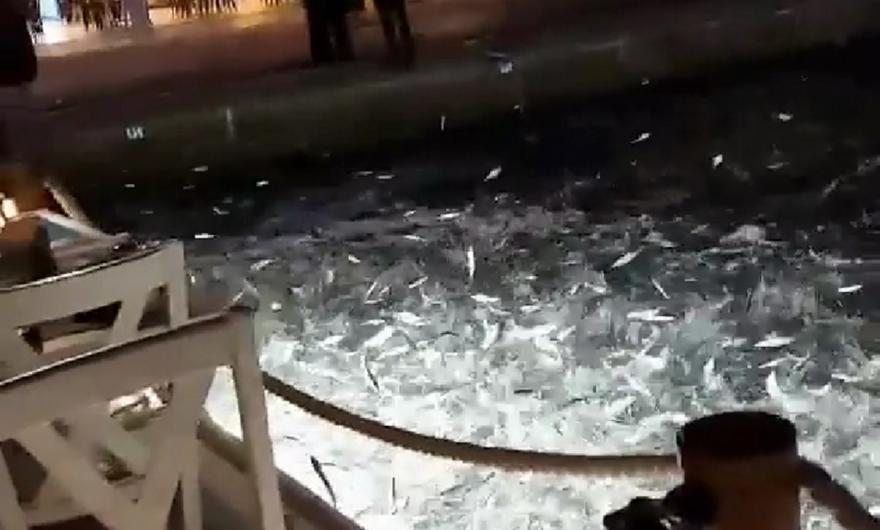 Πρέβεζα: Ψάρια πηδούν έξω από τη θάλασσα