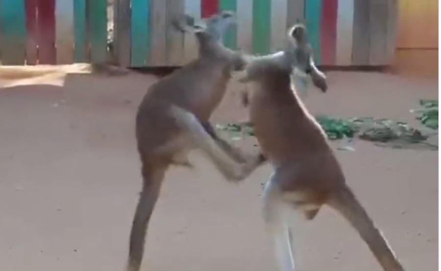 Επικός καβγάς με σπρωξιές και μπουκέτα ανάμεσα σε καγκουρό