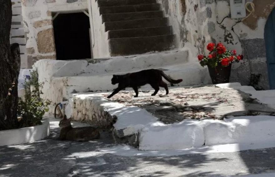 Σαλαμίνα: 66χρονος τεμάχισε γάτα και συνελήφθη