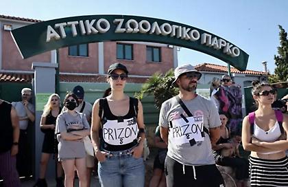 Κυβερνητική παρέμβαση και αντιδράσεις έξω από το Αττικό Ζωολογικό Πάρκο για τη θανάτωση του χιμπατζή
