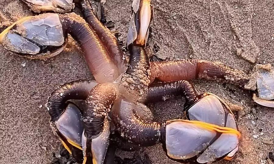 Παράξενο πλάσμα που κοστίζει 350 ευρώ το κιλό ξεβράστηκε στην Ουαλία