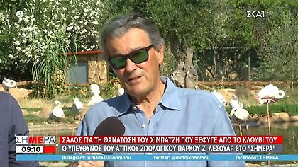 Θανάτωση χιμπατζή: Ελεγκτές στο Αττικό Πάρκο – Αναγκαία διαδικασία και όχι δολοφονία, λέει ο Λεσουάρ