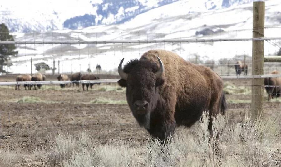 Εξαγριωμένος βίσωνας επιτέθηκε σε οικογένεια