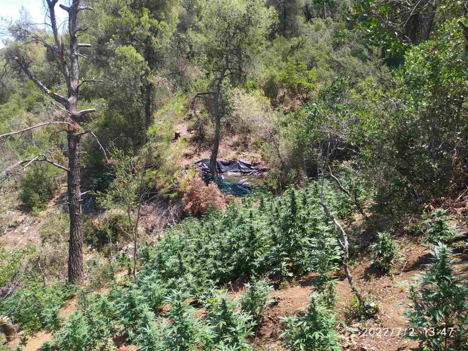Κόρινθος: Εντοπίστηκε φυτεία με 1.210 δενδρύλλια κάνναβης