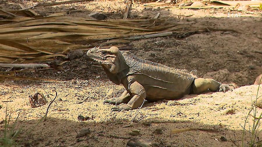 Survivor: Ο «Μήτσος» επισκέφθηκε τους παίκτες την τελευταία τους ημέρα στην παραλία