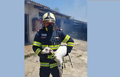 Ρουμάνος πυροσβέστης έσωσε μικρό πρόβατο από τη φωτιά στο Σχηματάρι