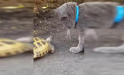 Χελώνα... τραμπουκίζει γάτα και την αναγκάζει να φύγει