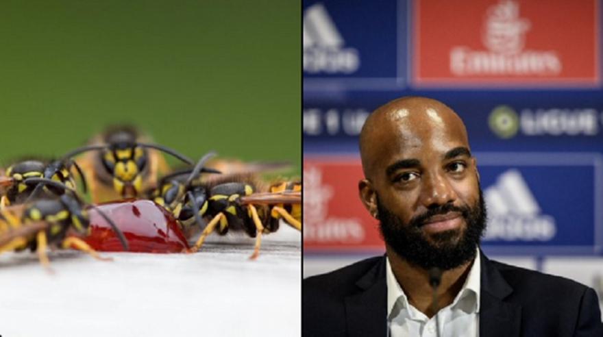 Αλεξάντρε Λακαζέτ: Τον τσίμπησαν μέλισσες