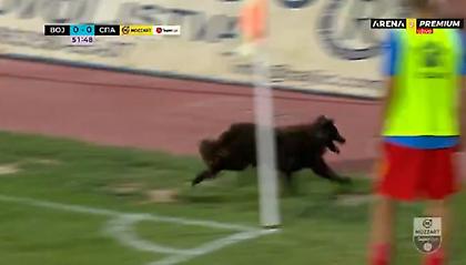 Σκύλος μπούκαρε σε ματς στο πρωτάθλημα της Σερβίας!