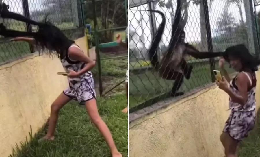 Μαϊμούδες άρπαξαν από τα μαλλιά κορίτσι που χτυπούσε το κλουβί τους