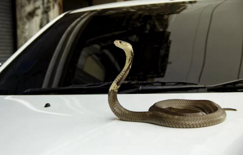 Τρόμος για οδηγό στην Λάρισα – Τον τσίμπησε φίδι ενώ οδηγούσε και έχασε τον έλεγχο του αυτοκινήτου