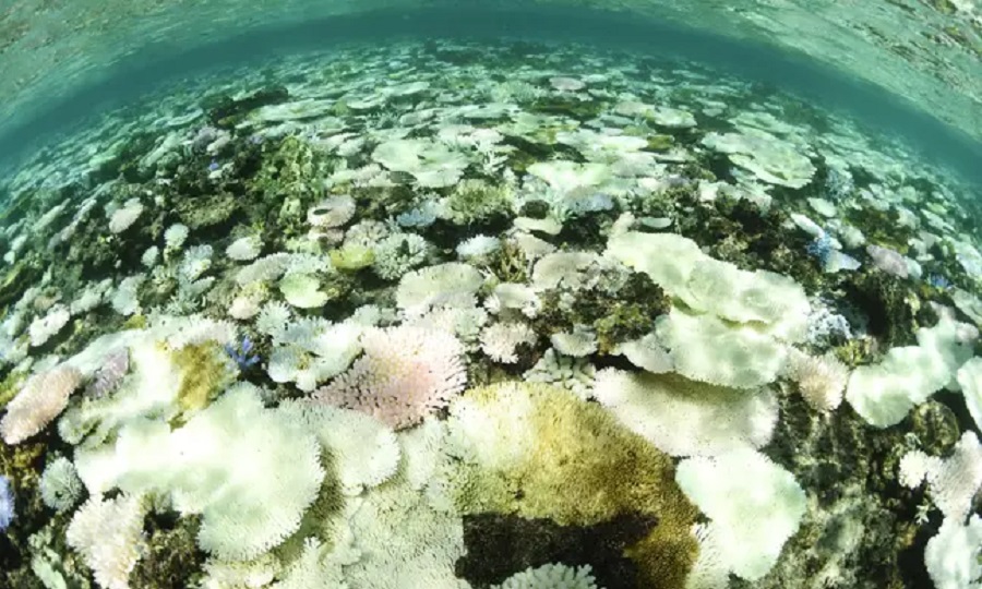 Αυστραλία: Ανακαλύφθηκε άσπρος κοραλλιογενής ύφαλος ρεκόρ