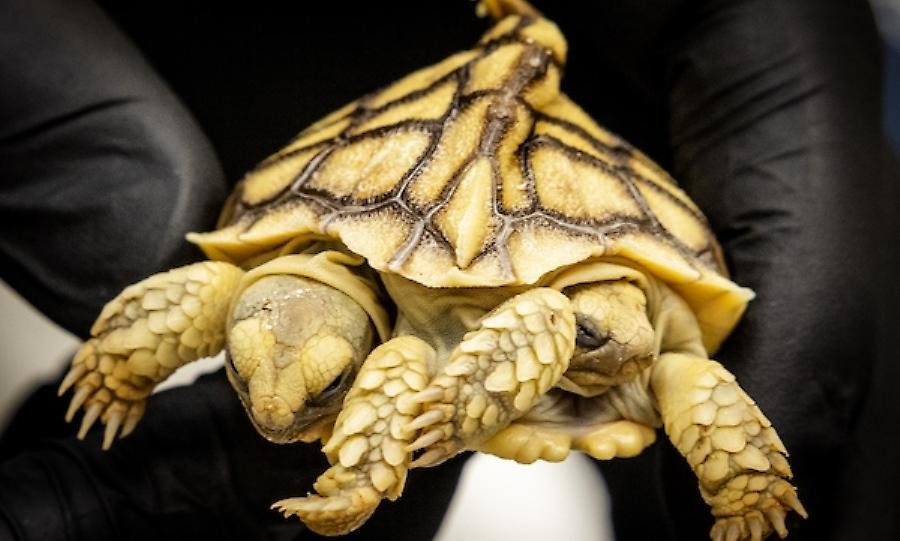 Μεταλλαγμένη χελώνα με δύο κεφάλια και έξι πόδια θα ζήσει περισσότερο από κάθε άνθρωπο στη Γη