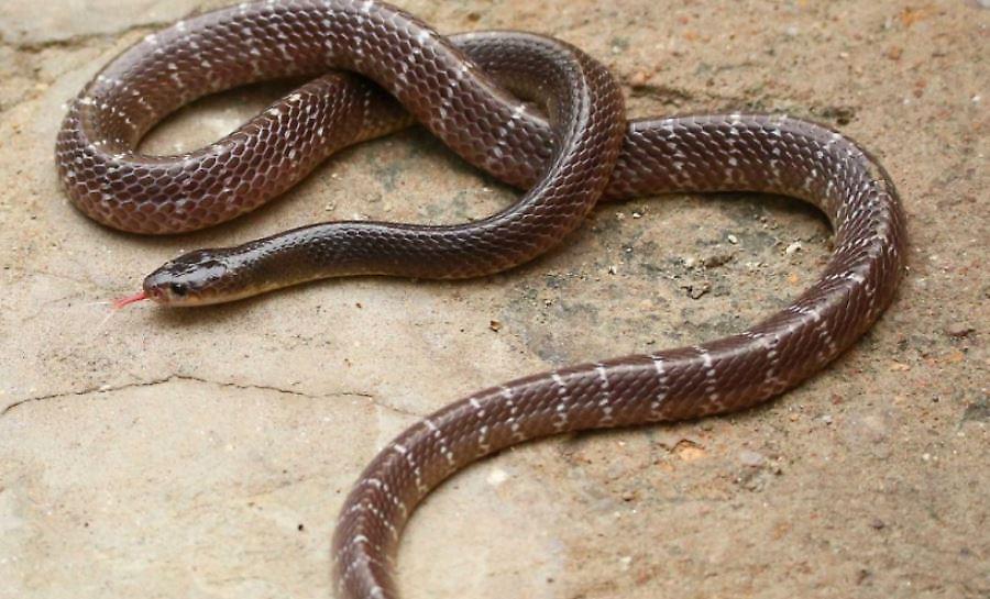 Έχασε τον αδερφό του από δάγκωμα φιδιού και λίγο μετά την κηδεία πέθανε κι αυτός με τον ίδιο τρόπο